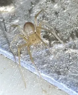 Desert recluse (Loxosceles deserta), photo 2