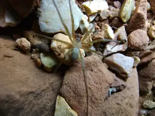 Desert recluse (Loxosceles deserta), photo 3