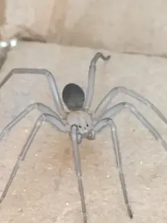 Chilean recluse (Loxosceles laeta), tan and brown spider