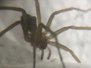 Chilean recluse (Loxosceles laeta), photo 3