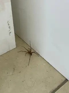 Chilean recluse (Loxosceles laeta), photo 2
