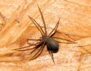 Brown recluse (Loxosceles reclusa)