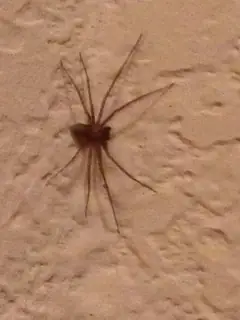 Brown recluse (Loxosceles reclusa), photo 2