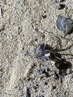 Brown recluse (Loxosceles reclusa), photo 3