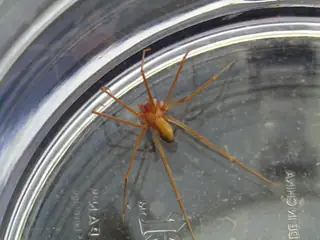 Mediterranean recluse (Loxosceles rufescens), tan and brown spider