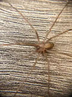 Mediterranean recluse (Loxosceles rufescens), photo 3