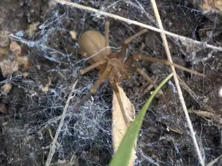 Mediterranean recluse (Loxosceles rufescens), photo 2