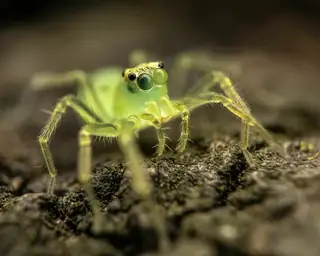 Magnolia green jumping spider (Lyssomanes viridis), green and white and tan spider