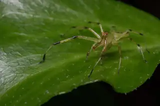 Magnolia green jumping spider (Lyssomanes viridis), photo 3