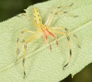 Magnolia green jumping spider (Lyssomanes viridis), photo 2