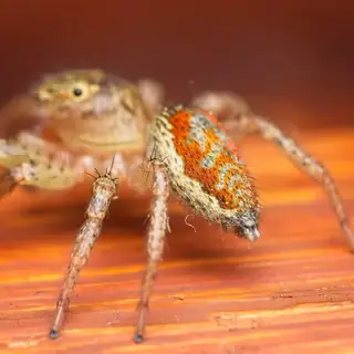 Dimorphic jumping spider (Maevia inclemens), photo 2