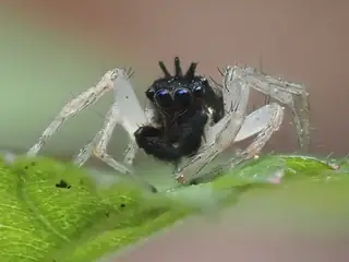 Dimorphic jumping spider (Maevia inclemens), photo 3