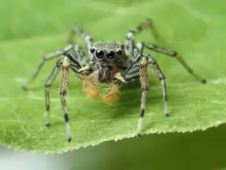 Dimorphic jumping spider (Maevia inclemens), black and white and gray spider