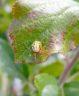 Cricket-bat orbweaver (Mangora acalypha), white and brown and tan spider