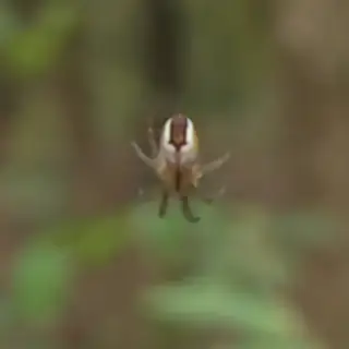 Cricket-bat orbweaver (Mangora acalypha), photo 2