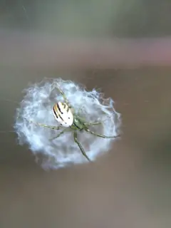 Lined orbweaver (Mangora gibberosa), photo 2