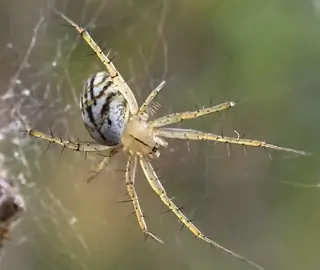 Lined orbweaver (Mangora gibberosa), white and tan and striped spider