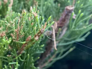 Lined orbweaver (Mangora gibberosa), photo 3