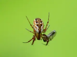 Tuft-legged orbweaver (Mangora placida), photo 2