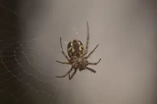 Tuft-legged orbweaver (Mangora placida), photo 3