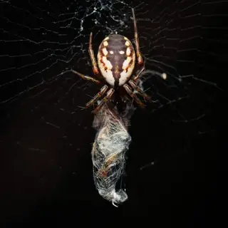 Tuft-legged orbweaver (Mangora placida), tan and brown and white spider