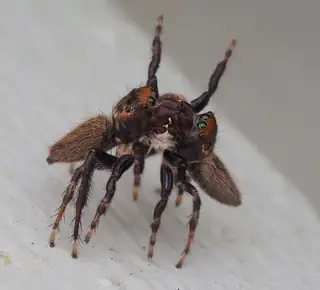 White banded house jumper (Maratus griseus), photo 2