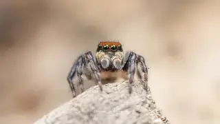 White banded house jumper (Maratus griseus), gray and white and brown spider