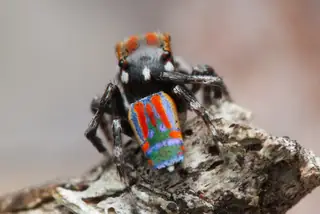 Flying peacock spider (Maratus volans), black and red and orange spider