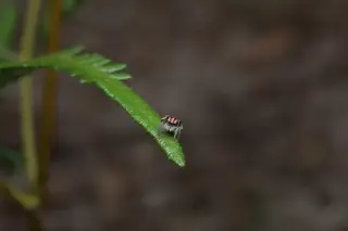 Flying peacock spider (Maratus volans), photo 3