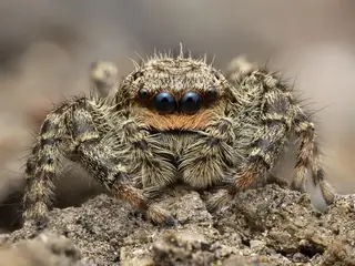 Fencepost jumping spider (Marpissa muscosa), gray and brown and white spider