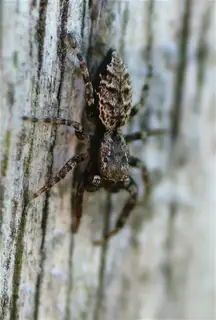 Fencepost jumping spider (Marpissa muscosa), photo 2