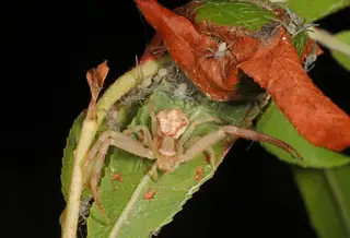 Northern crab spider (Mecaphesa asperata), photo 3