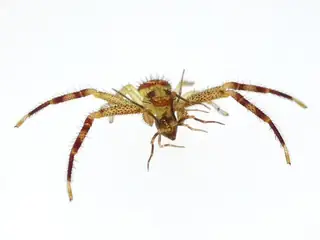Northern crab spider (Mecaphesa asperata), white and yellow and tan spider
