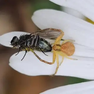 Northern crab spider (Mecaphesa asperata), photo 2