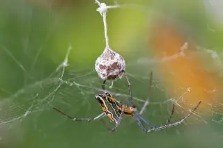 Basilica orbweaver (Mecynogea lemniscata), photo 2