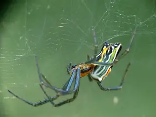Basilica orbweaver (Mecynogea lemniscata), brown and white and tan spider
