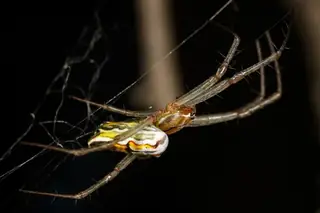 Basilica orbweaver (Mecynogea lemniscata), photo 3