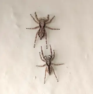 Gray wall jumping spider (Menemerus bivittatus), gray and white and brown spider