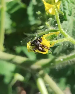 Gray wall jumping spider (Menemerus bivittatus), photo 3