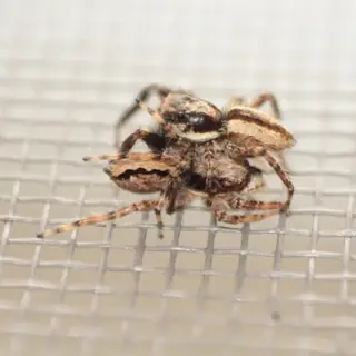 Gray wall jumping spider (Menemerus bivittatus), photo 2
