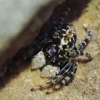 Half-edged wall jumping spider (Menemerus semilimbatus), photo 3