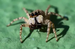 Half-edged wall jumping spider (Menemerus semilimbatus), gray and black and white spider