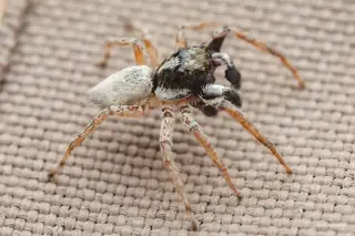 Half-edged wall jumping spider (Menemerus semilimbatus), photo 2