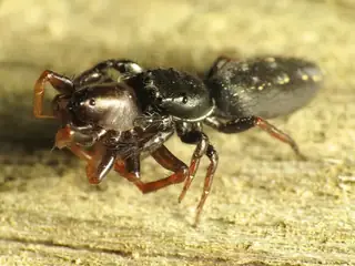 Ribbon jumping spider (Metacyrba taeniola), photo 3