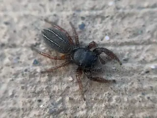 Ribbon jumping spider (Metacyrba taeniola), black and brown and white spider