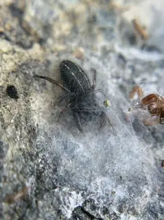 Ribbon jumping spider (Metacyrba taeniola), photo 2