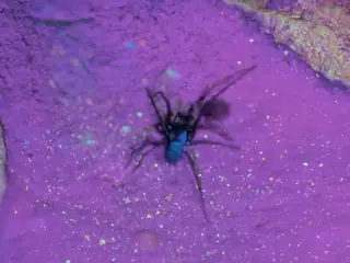 South American toothed hacklemesh weaver (Metaltella simoni), photo 3