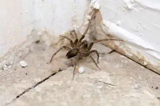 South American toothed hacklemesh weaver (Metaltella simoni), brown and tan and gray spider