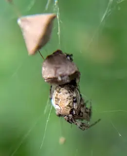 Labyrinth orbweaver (Metepeira labyrinthea), photo 2