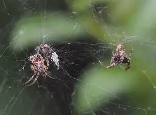 Labyrinth orbweaver (Metepeira labyrinthea), photo 3